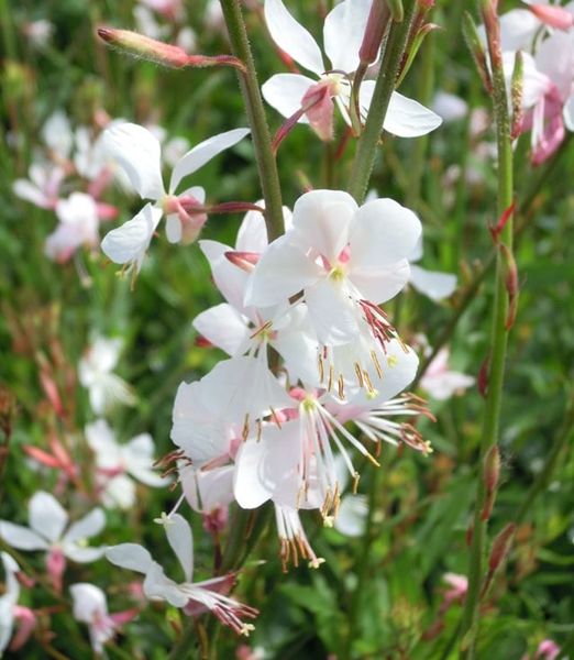 Gaura lindheimeri 'The Bride'